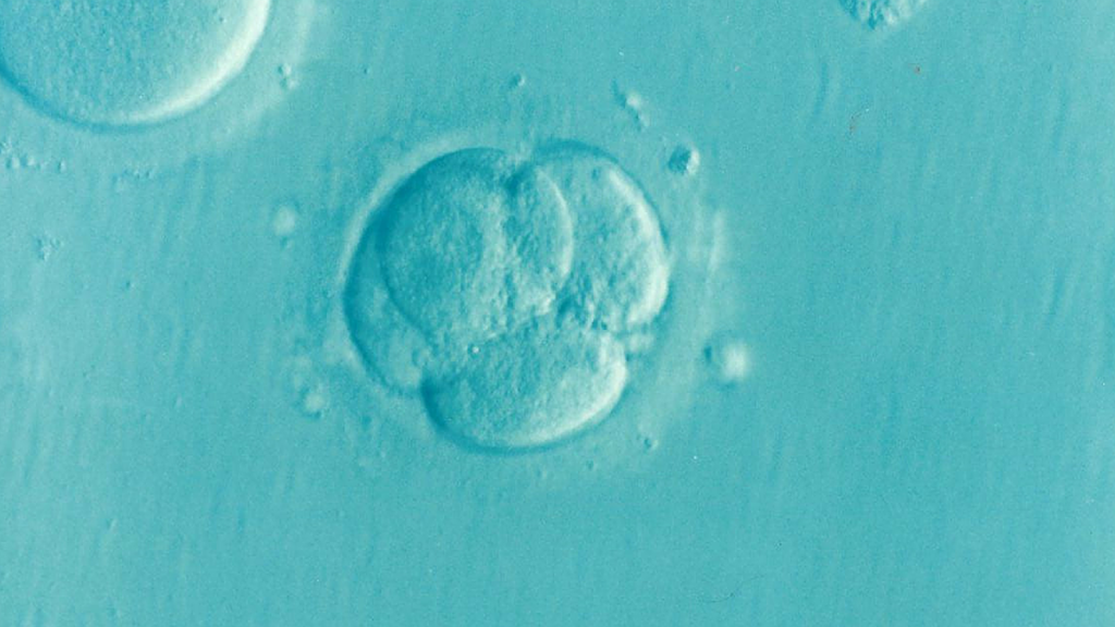 A microscopic image of a human embryo with multiple cells, displayed against a teal-colored background.